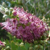 callistemon happy valley